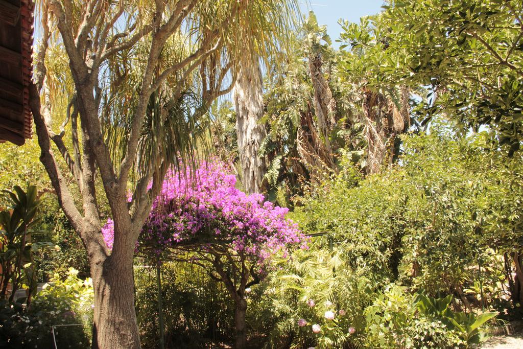 Le Palme Garden Villa San Giorgio  Kültér fotó